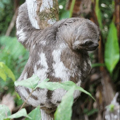 sloth, lori lori, lazvets amazon, the animal is a lazy, three fingered lazy