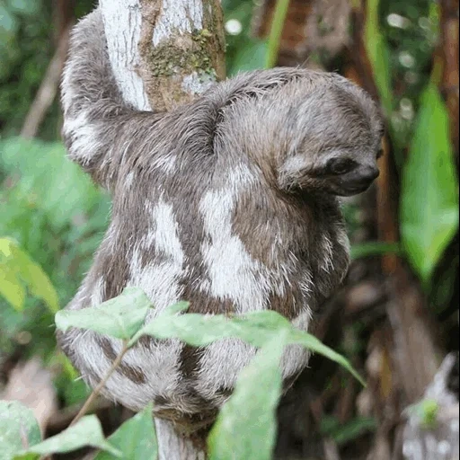 la paresse, lori lori, lazvets amazon, l'animal est un paresseux, trois personnes paresseuses