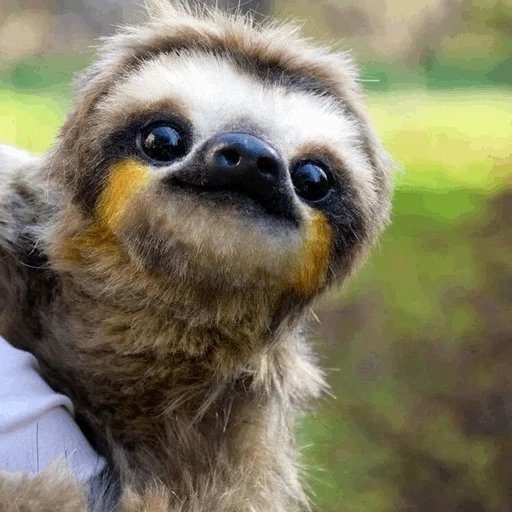 sloth, preguiçoso, pequena preguiça, pequena preguiça, rosto preguiçoso é fofo