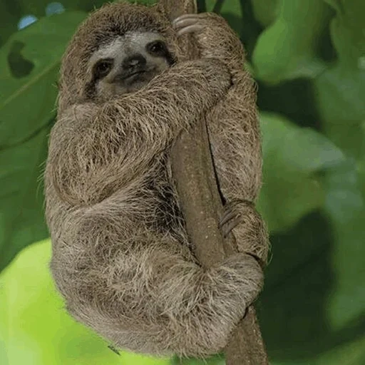sloth, dear lazy, the cub of the lazy, three fingered lazy, perezoso spanish