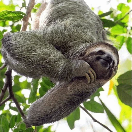 sloth, three fingered lazy, satisfied ladvets, lazvets south america, the rain forests of the amazon