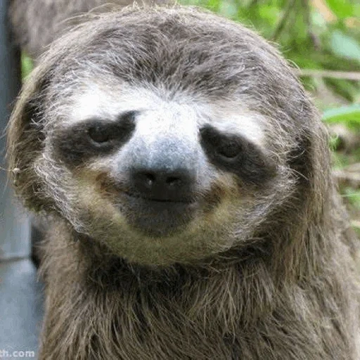 uyku, sloth, ленивец, улыбающийся ленивец