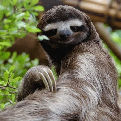 sloth, ленивец, детеныш ленивца, животное ленивец, трехпалый ленивец