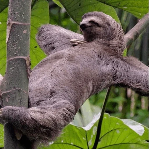 slow, sloth, sloth, the animal is a lazy, three fingered lazy
