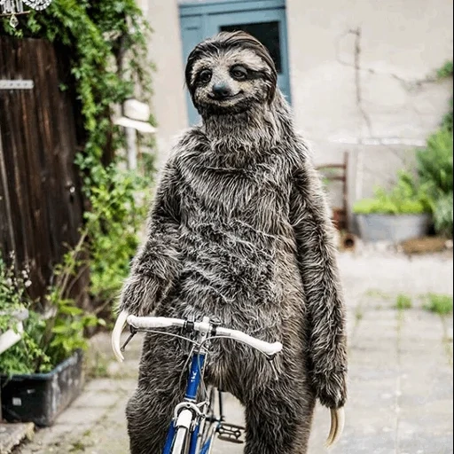 sloth, the costume of the sloth, ladvets funny, the animal is a lazy, lazice meditates