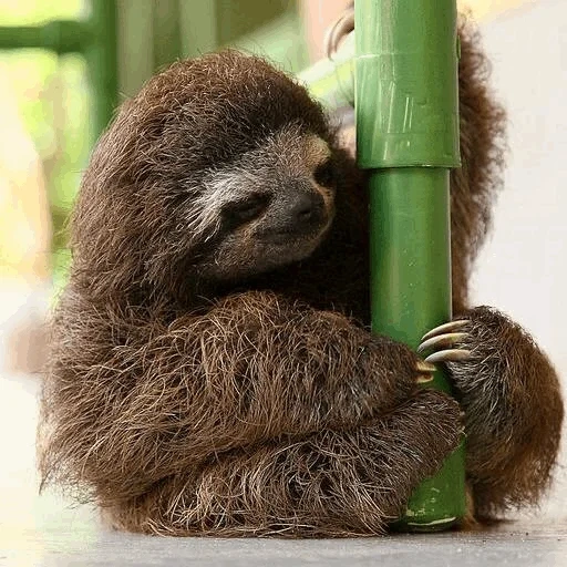 sloth, preguiçoso, relax sloth, animais preguiçosos, panda de coala preguiçoso