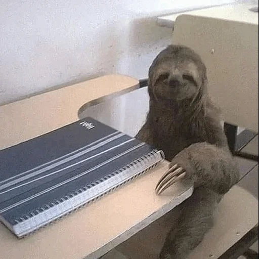 sloth, ленивец, егор летов, милый ленивец, ленивец за партой