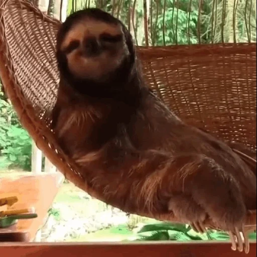 gonna, sloth, preguiçoso, rede preguiçosa, caixa de sol