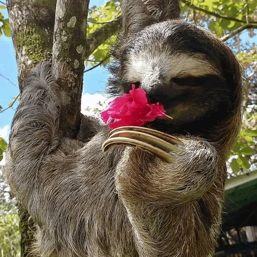 la paresse, cher paresseux, paresse, l'animal est un paresseux, les sourires lents