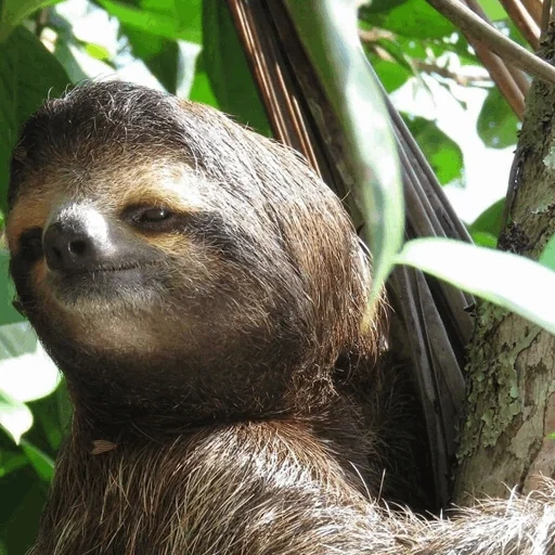sloth, bradipo, bradipo animale, bradipo costaricano, bradipo collare