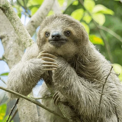 sloth, dear lazy, lazvets melota, three fingered lazy, ladvets hoffmann choloepus hoffmanni