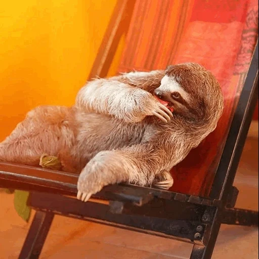 sloth, november 23 2021, sleepy lazy, sleeping sloth, lazice sits with a chair