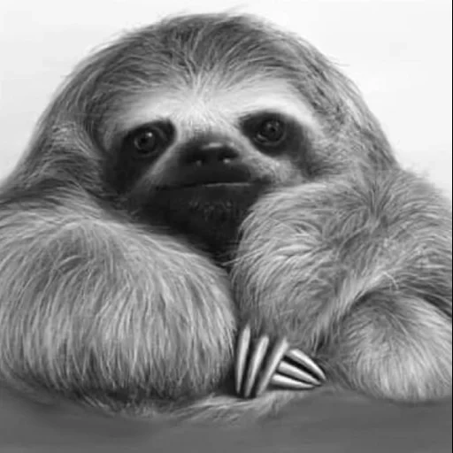 sloth, ленивец, ленивец эскиз, ленивец рисунок, ленивец черно белый