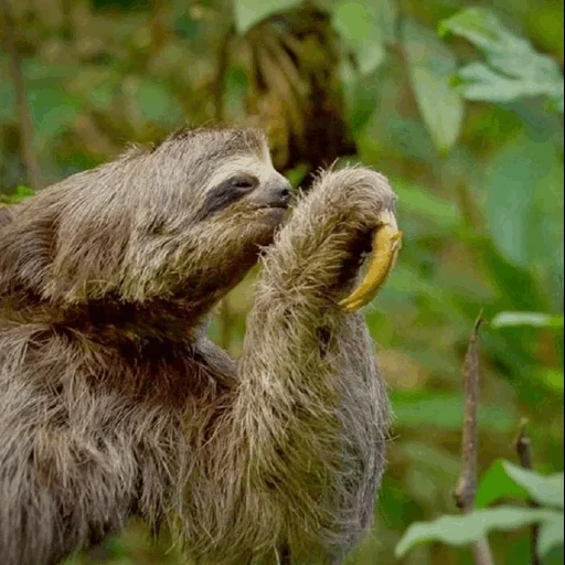 sloth, dear lazy, lazvets female, lazice animal, three fingered lazy