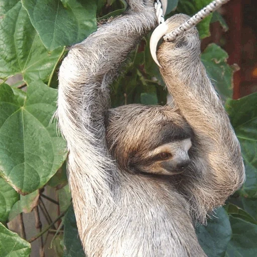 sloth, lazice tree, young lazvets, the animal is a lazy, little lazy