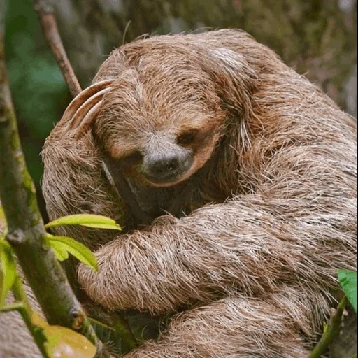 sloth, dear lazy, cute animals, the animal is a lazy, three fingered lazy