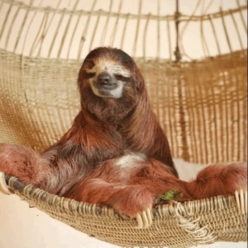 sloth, preguiçoso, rede preguiçosa, preguiçoso, pequena preguiça