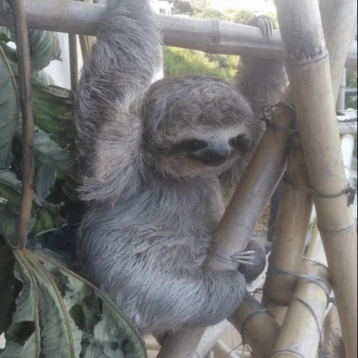 sloth, dear lazy, lazice tree, the animal is a lazy, little lazy