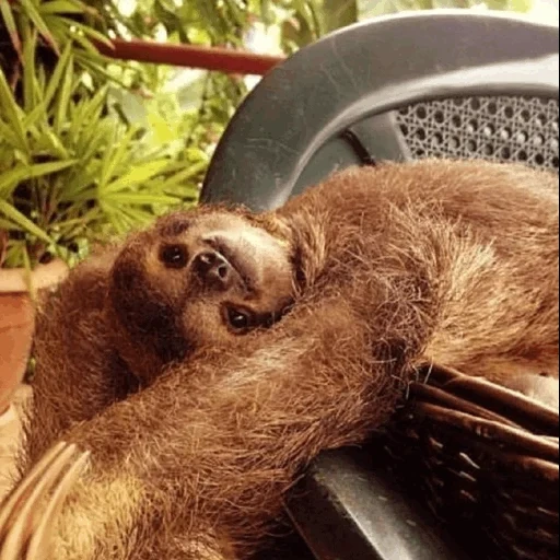 sloth, preguiçoso, lev zhukov, apicultor, caso bonosov