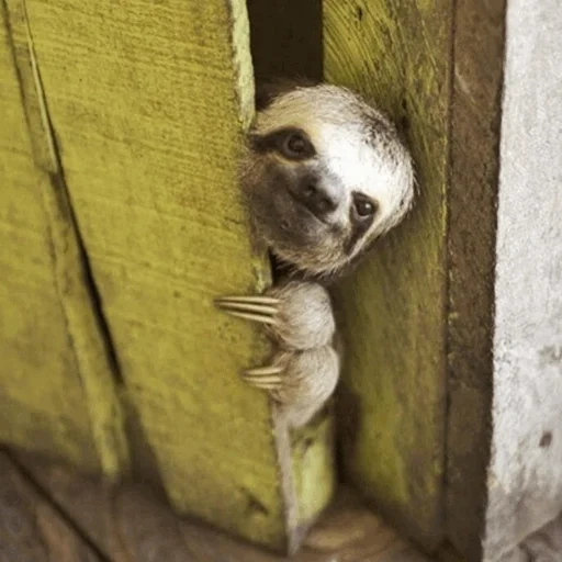 sloth, pss guy, dear lazy, looks behind, funny animals