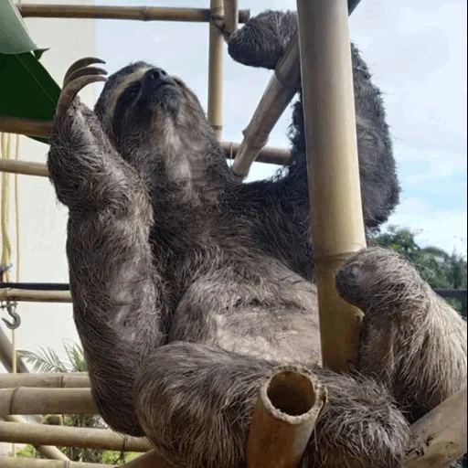 sloth, animals, lazice tree, ladvets zoo, the animal is a lazy