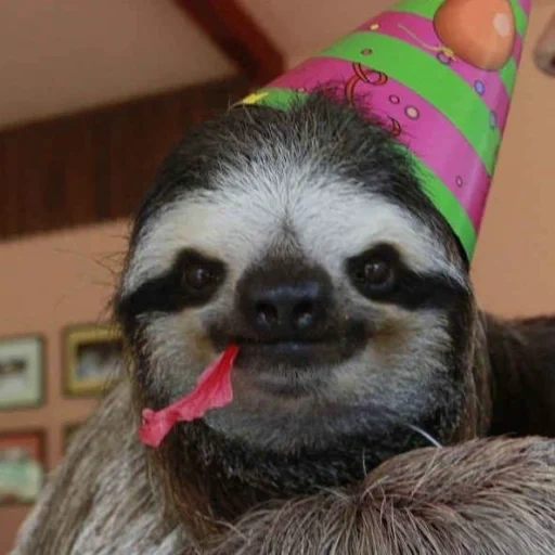 sloth, paresseux, charmant animal, animal fou, happy birthday sloth