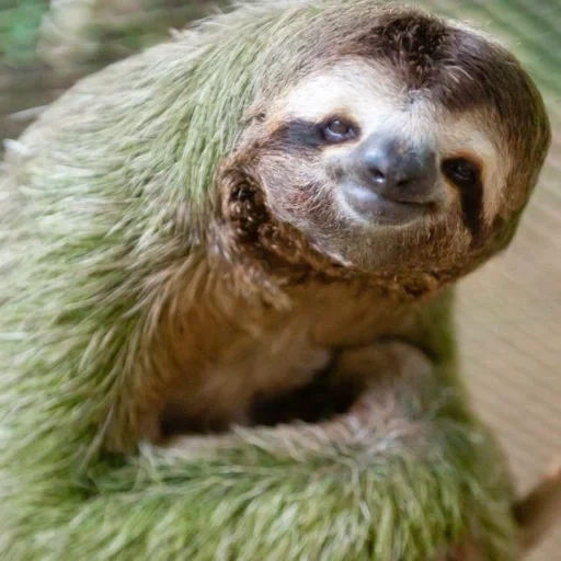 a sloth, little sloth, funny sloth, animal sloth, three-toed sloth