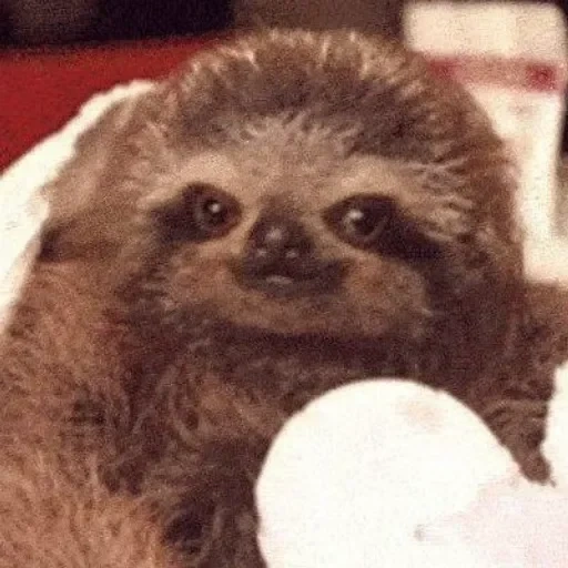a sloth, animals are cute, animal sloth, dwarf sloth