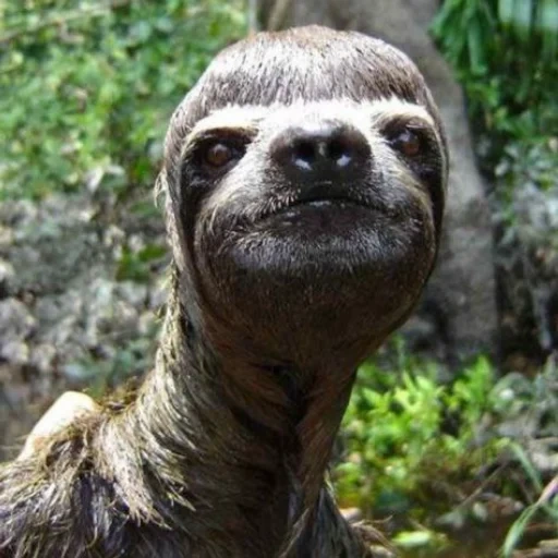 sloth, paresseux, mème paresseux, paresseux, j'ai coupé les cheveux du paresseux