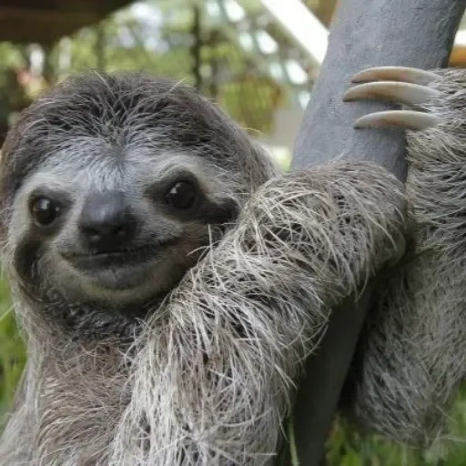 a sloth, a sloth cub, sloth continent, animal sloth, three-toed sloth