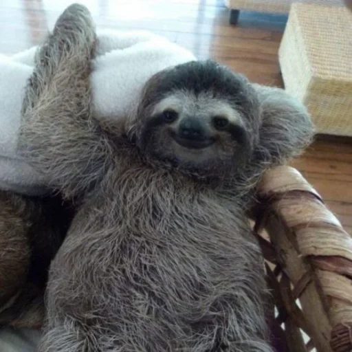 a sloth, lovely sloth, a sloth, animal sloth, monkey sloth