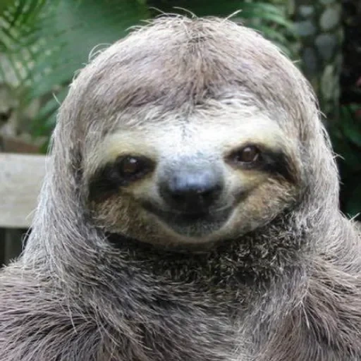 sloth, twitch.tv, animaux paresseux, paresseux souriant