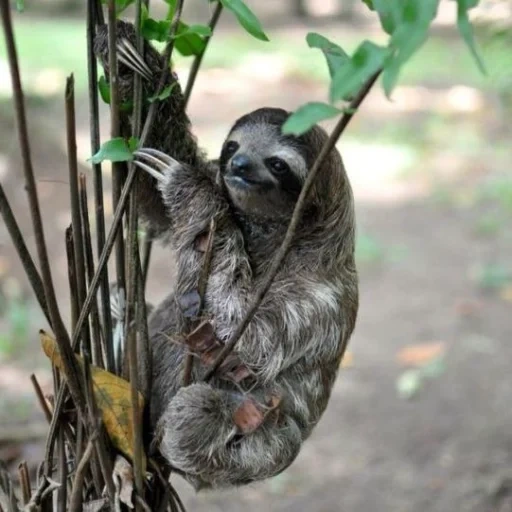 a sloth, lovely sloth, animal sloth, little sloth, three-toed sloth