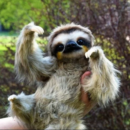 a sloth, little sloth, little sloth, a sloth, animal sloth