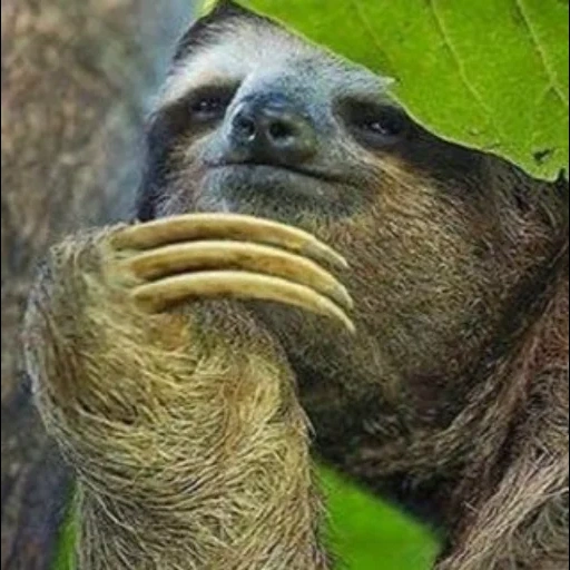 a sloth, sloth meme, animals are cute, sloth 313037, closed profile
