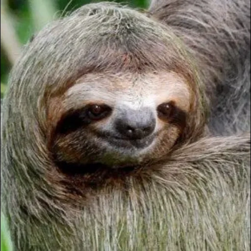 a sloth, little sloth, a sloth, animal sloth, three-toed sloth