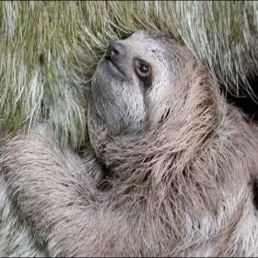 a sloth, unao sloth, female sloth, sloth white, animal sloth
