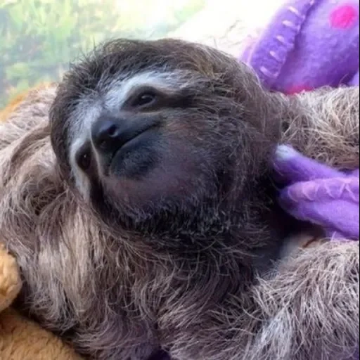 a sloth, little sloth, little sloth, animal sloth, monkey sloth