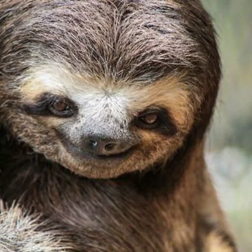 vietnam, a sloth, little sloth, a sloth animal, three-toed sloth