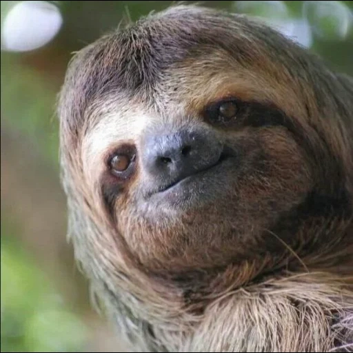 sloth, ленивец, ленивец милый, ленивец животное, ошейниковый ленивец