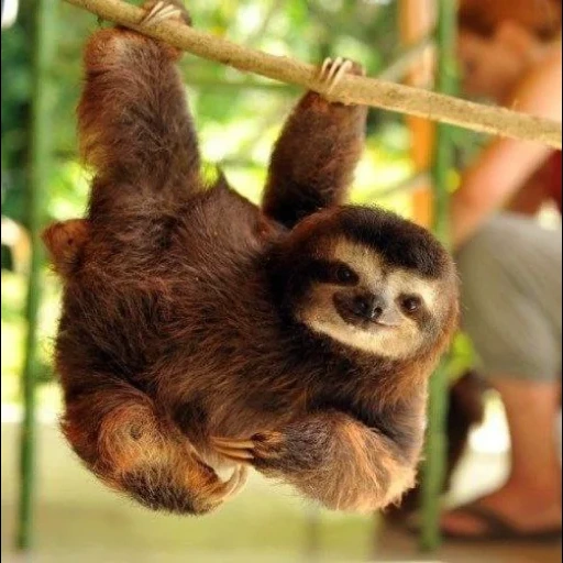 a sloth, lovely sloth, animal sloth, three-toed sloth, dwarf sloth