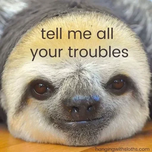 a sloth, sloth meme, sloth face, a sloth animal, a sloth smiles