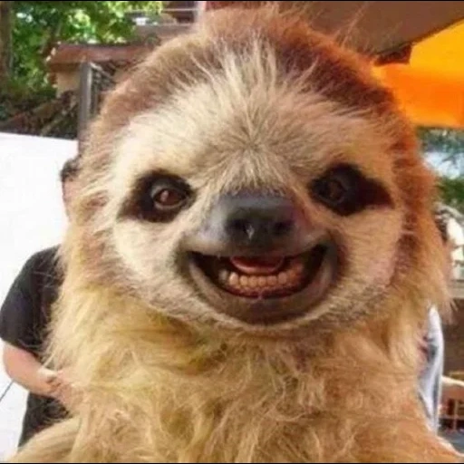 a sloth, little sloth, a sloth, a sloth smiles, smiling animal