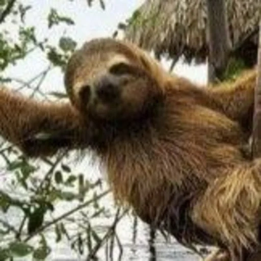 sloth, paresseux, animaux paresseux, paresseux à trois doigts, paresseux à trois doigts du costa rica
