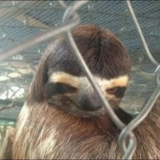 sloth, ленивец, оставленные, мем watching you