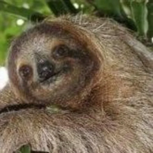 a sloth, female sloth, animal sloth, three-toed sloth, dwarf sloth