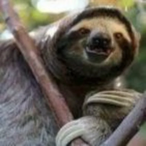 a sloth, lovely sloth, little sloth, animal sloth, amazon sloth