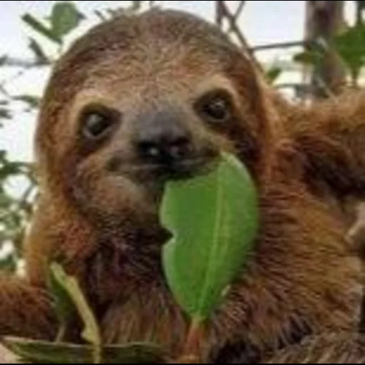 a sloth, little sloth, a sloth animal, little sloth, collar sloth