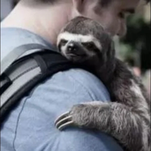 a sloth, animals, animals are cute, animal sloth, three-toed sloth