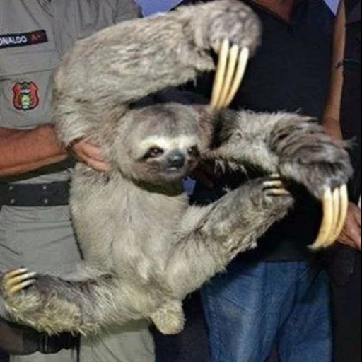 sloth, a sloth, sloth meme, a sloth animal, a sloth hug
